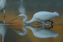 Czapla biała - Ardea alba - Western Great Egret