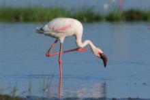 Flamingi - Phoenicopteridae