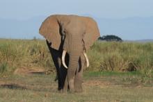 Słoń afrykański - Loxodonta africana -  African savanna elephant 