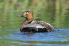 Głowienka - Aythya ferina - Common Pochard