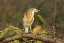 Czapla modronosa - Ardeola ralloides - Squacco Heron