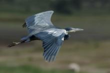 Czapla czarnogłowa - Ardea melanocephala