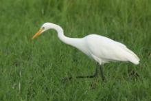 Czapla czarnonoga - Ardea intermedia - Intermediate Egret