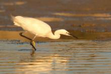 Czapla nadobna - Egretta garzetta - Little Egret