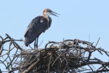 Czapla olbrzymia - Ardea goliath - Goliath Heron