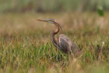 Czapla purpurowa - Ardea purpurea - Purple Heron