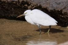 Czapla rafowa - Egretta gularis - Western Reef-Egret