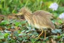 Czapla siodłata - Ardeola grayii - Indian Pond-Heron