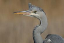 Czapla siwa - Ardea cinerea- Grey Heron