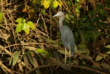 Czapla śniada - Egretta caerulea - Little Blue Heron