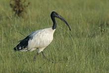 Ibisy - Theskiornithidae - Ibises