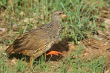 Szponiastonóg nadobny - Pternistis hildebrandti - Hildebrandt's Francolin