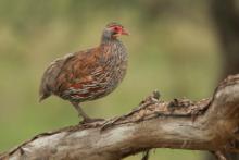 Szponiastonóg smugowany - Pternistis rufopictus - Grey-breasted Spurfowl