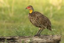 Szponiastonóg żółtogardły - Pternistis leucoscepus - Yellow-necked Spurfowl