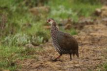 Szponiastonóg kenijski - Pternistis jacksoni - Jackson's Francolin