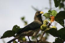 Hałaśnik kreskowany - Crinifer piscator - Western Grey Plantain-eater