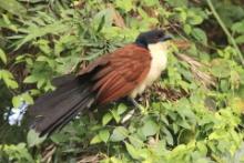 Kukal niebieskogłowy - Centropus monachus - Blue-headed Coucal