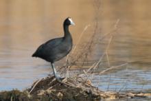 Łyska czubata - Fulica cristata - Red-knobbed Coot