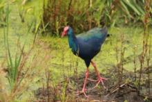 Modrzyk afrykański - Porphyrio p. madagascariensis - African Swamphen