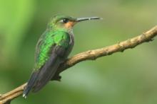 Brylancik niebieskogardły - Heliodoxa jacula - Green-crowned Brilliant