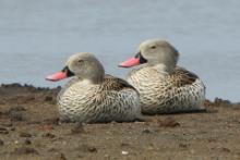 Cyraneczka płowa - Anas capensis - Cape Teal