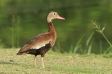 Drzewica czarnobrzucha - Dendrocygna autumnalis - Black-bellied Whistling-duck