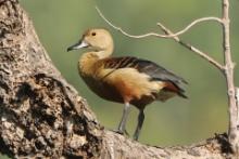 Drzewica indyjska - Dendrocygna javanica - Lesser Whistling-duck