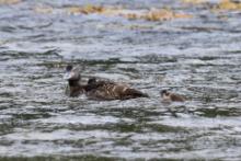 Edredon - Somateria mollissima - Common Eider