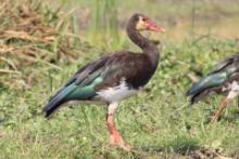 Gęsiec - Plectropterus gambensis - Spur-winged Goose