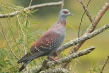 Gołąb okularowy - Columba guinea - Speckled Pigeon