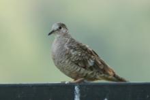 Gołąbeczek aztecki - Columbina inca - Inca Dove