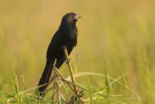 Kleszczojad bruzdodzioby - Crotophaga sulcirostris - Groove-billed Ani