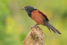 Kukal zmienny - Centropus sinensis - Greater Coucal