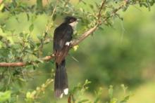 Kukułka czarno-biała - Clamator jacobinus - Jacobin Cuckoo