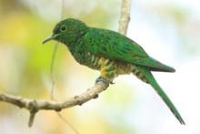 Kukułeczka złocista - Chrysococcyx cupreus - African Emerald Cuckoo