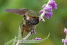 Rudaczek kryzowany - Selasphorus flammula - Volcano Hummingbird