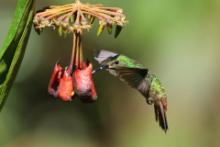 Szmaragdzik brązowosterny - Amazilia tzacatl - Rufous-tailed Hummingbird