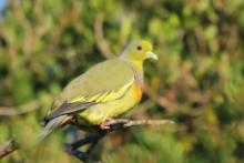 Treron zielonolicy - Treron bicinctus - Orange-breasted Green Pigeon