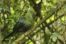 Turak ostroczuby - Tauraco livingstonii - Livingstone's Turaco