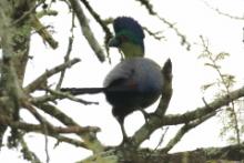 Turak rdzawy - Gallirex porphyreolophus - Purple-crested Turaco