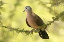 Turkaweczka zielonoplamkowa - Turtur chalcospilos - Emerald-spotted Wood Dove