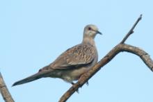 Turkawka wschodnia - Streptopelia orientalis - Oriental Turtle Dove