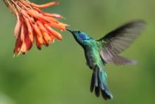 Uszatek zielony - Colibri thalassinus - Green Violetear