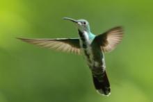 Węglik krawatowy - Anthracothorax prevostii - Green-breasted Mango