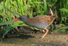 Wodnik - Rallus aquaticus - Water Rail