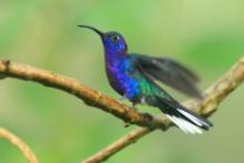 Zapylak fioletowy - Campylopterus hemileucurus - Violet Sabrewing