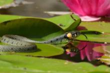 Zaskroniec - Natrix natrix - Grass snake