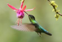 Złotniczek - Panterpe insignis - Fiery-throated Hummingbird