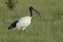 Ibis czczony - Threskiornis aethiopicus - Sacred Ibis