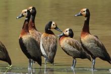 Drzewica białolica - Sarkidiornis melanotos - White-faced Whistling Duck